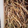 生态鲜茅根 | 合作生产 *Ecological fresh cogongrass rhizome | Partner Production 商品缩略图4
