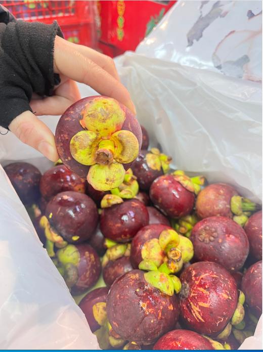 小框山竹一箱 商品图0