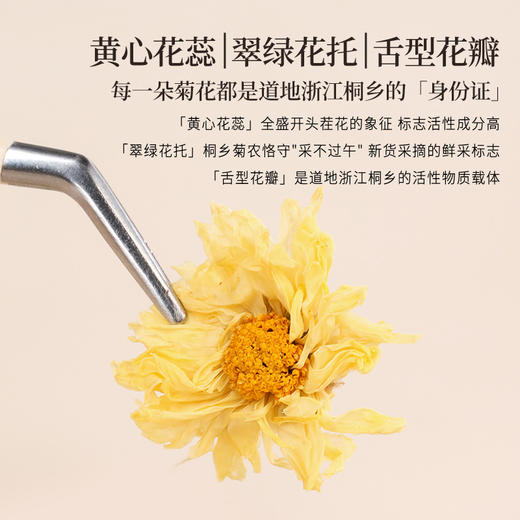 正安原材· 浙江桐乡菊花  只取头茬花朵大香甜润爽 轻松拿下火气 优质原材 菊花 60g/罐【冷藏保存】 商品图4