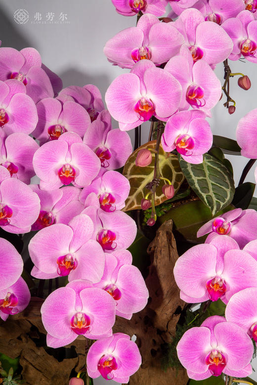 马影摇红 商品图1