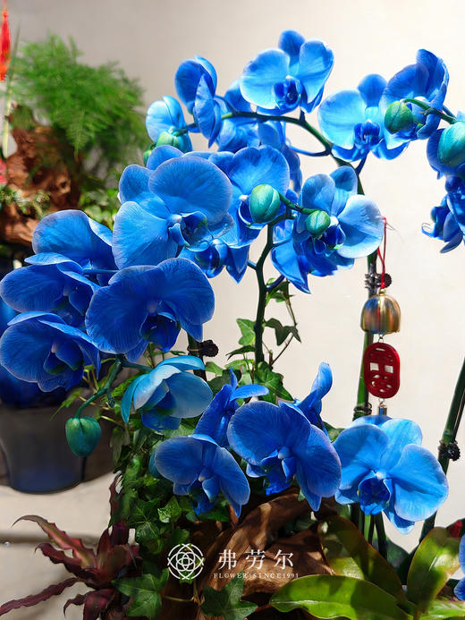 万里鹏翼 商品图2