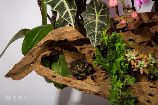 马影摇红 商品图2