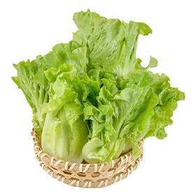 有机意大利生菜 250g/份