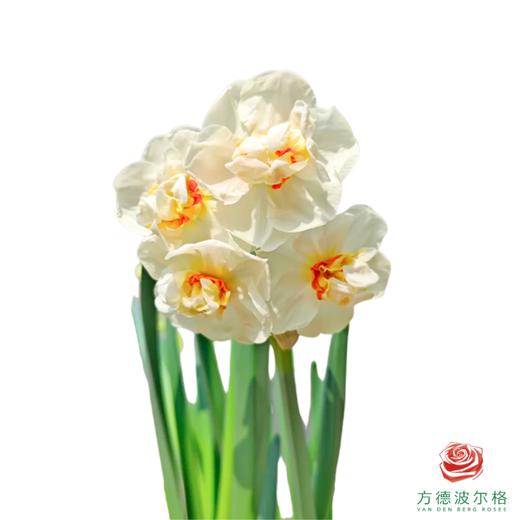 洋水仙-阿巴   10枝/扎  （长度25-30㎝） 商品图0