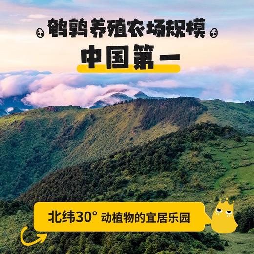 DH 盐津铺子蛋皇鹌鹑蛋（混合口味）142g 商品图4