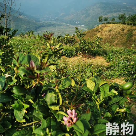 有机香水柠檬｜云南红河 商品图2