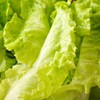 有机意大利生菜 250g/份 商品缩略图2