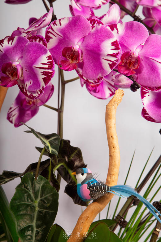 马岁呈祥 商品图2