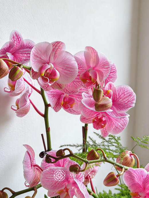 心想事成 商品图2