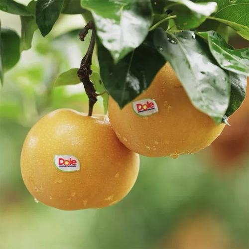 【下架】【自提】都乐羊脂秋香梨3.5kg 商品图1