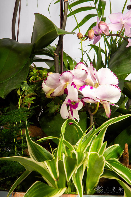 马年如意 商品图3