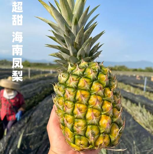 海南小凤梨 商品图0