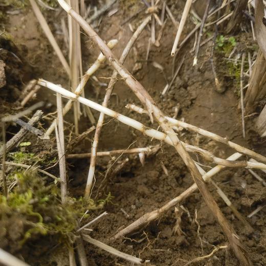 生态鲜茅根 | 合作生产 *Ecological fresh cogongrass rhizome | Partner Production 商品图2