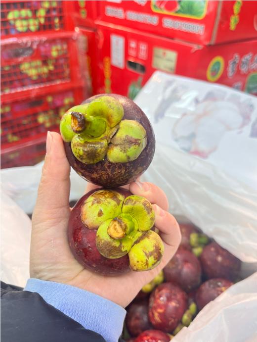 小框山竹一箱 商品图2