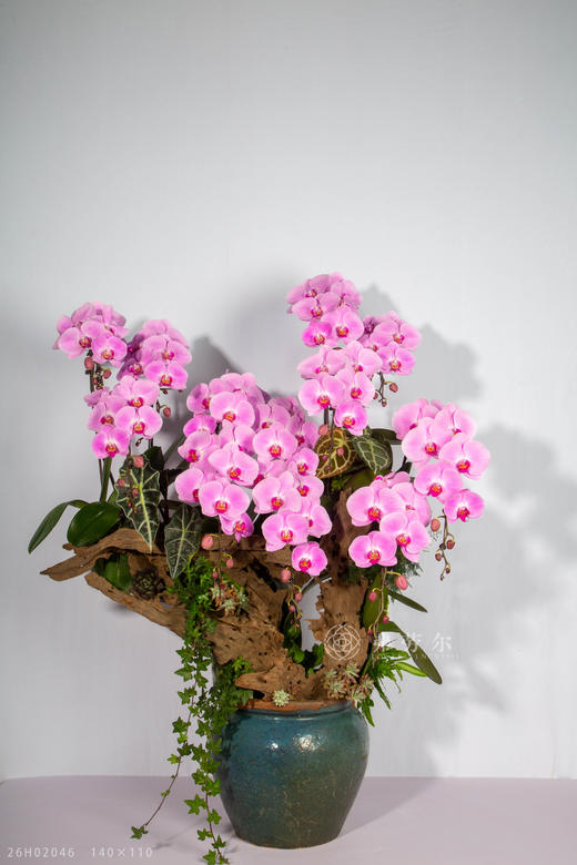 马影摇红 商品图0