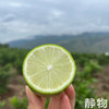 有机香水柠檬｜云南红河 商品缩略图10
