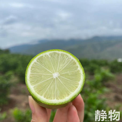 有机香水柠檬｜云南红河 商品图10