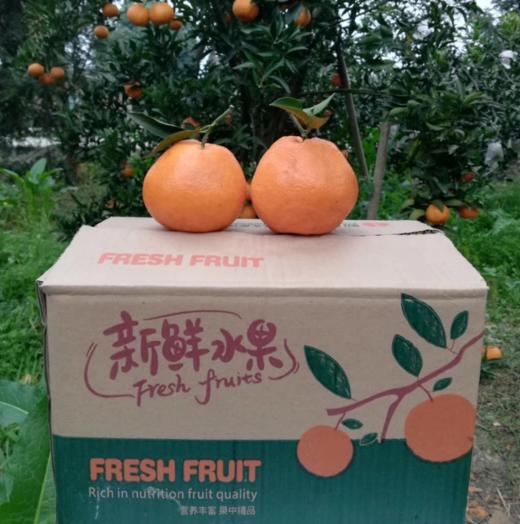 有机耙耙柑（春见） 8斤/箱 另加送半斤 产地现采现发  全国配送（偏远地区除外） 商品图5