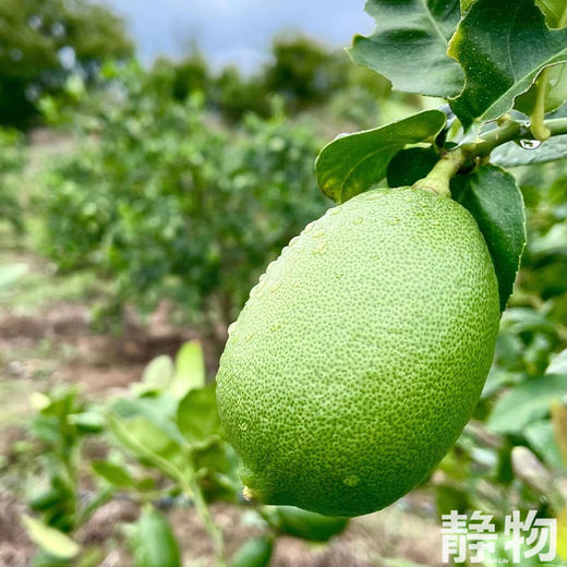 有机香水柠檬｜云南红河 商品图1