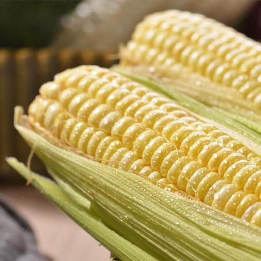 那云那南有机甜脆玉米 350g/份 商品图2