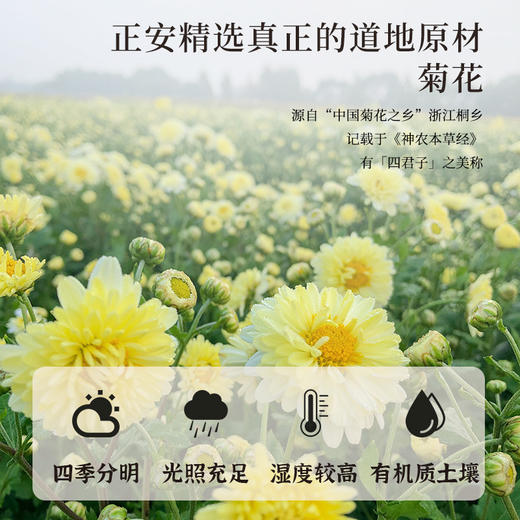正安原材· 浙江桐乡菊花  只取头茬花朵大香甜润爽 轻松拿下火气 优质原材 菊花 60g/罐【冷藏保存】 商品图5