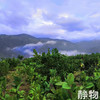 有机香水柠檬｜云南红河 商品缩略图4