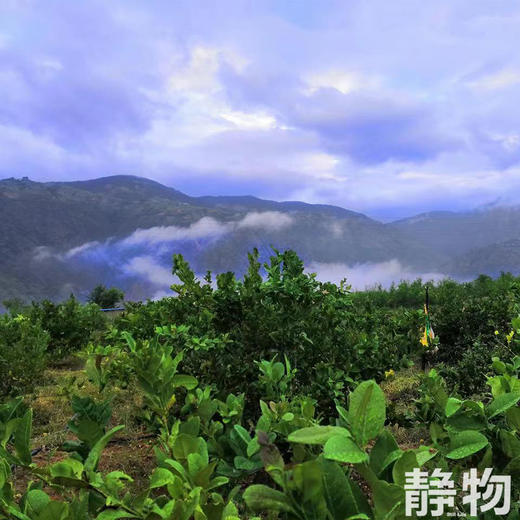 有机香水柠檬｜云南红河 商品图4