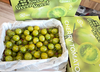#小青甜#绿番茄 起级好吃，颗颗爆浆的番茄小炮糖，蜜香十足 商品缩略图1