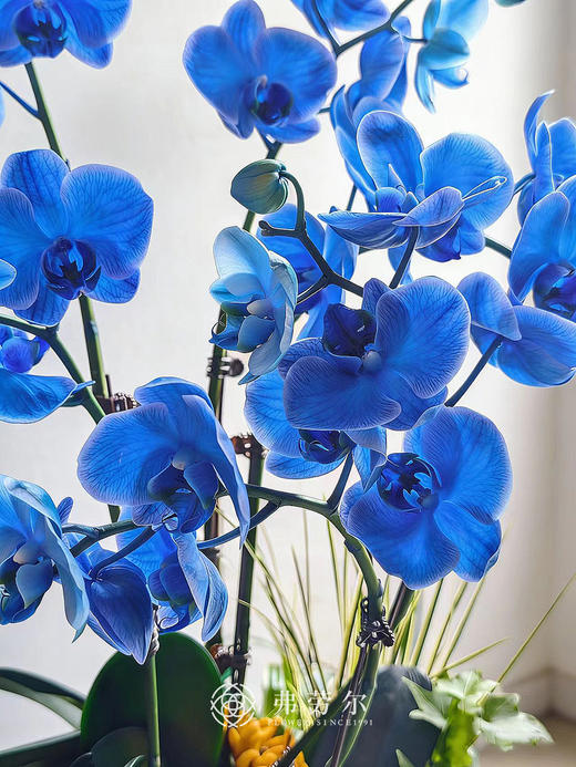 安居乐业 商品图1