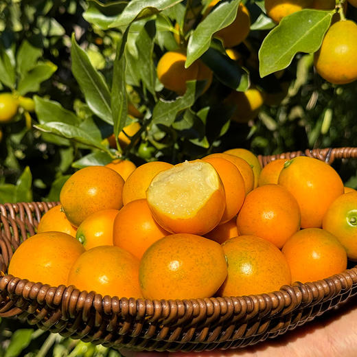 【脆蜜金桔】新鲜皮薄一口爆汁 无涩味不麻嘴复） 商品图2