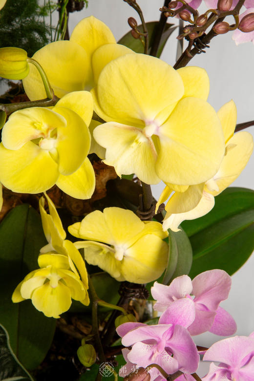 马闹春潮 商品图2