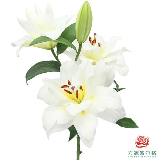 VDB百合-暴风雪 5枝一扎 商品图0