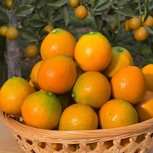 【脆蜜金桔】新鲜皮薄一口爆汁 无涩味不麻嘴复） 商品图3