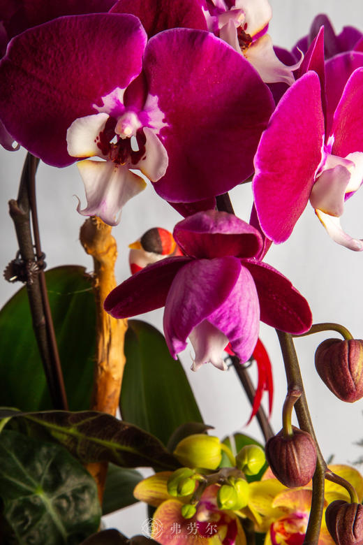 马识归途 商品图2