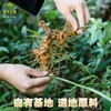 正安优选·承天九制黄精纸盒装   开袋即食   九蒸九制  10克*10包/盒 商品缩略图4