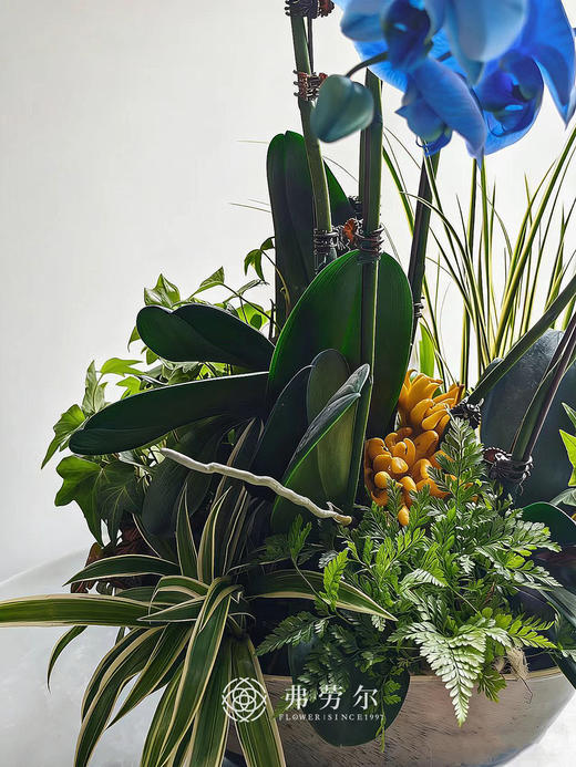 安居乐业 商品图2