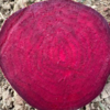 生态甜菜根 |绿家自产*Ecological Beetroot | In-House Production 商品缩略图1
