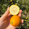 【脆蜜金桔】新鲜皮薄一口爆汁 无涩味不麻嘴复） 商品缩略图1