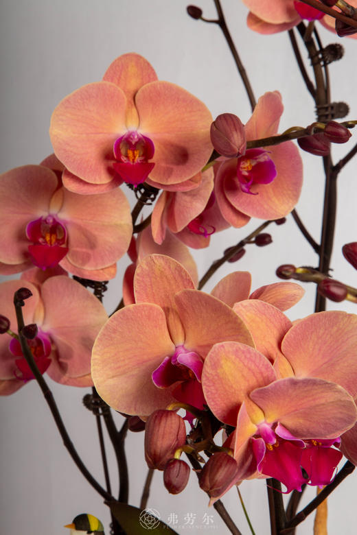 马嘶传捷报 商品图3