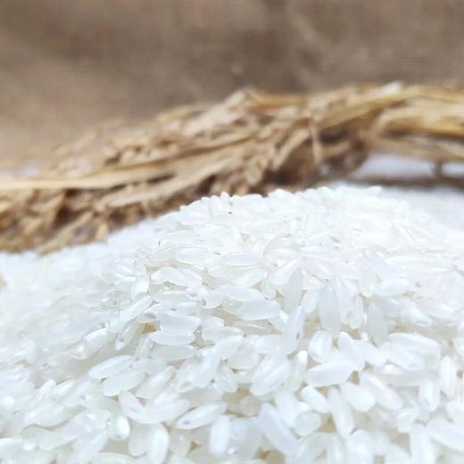 天仁道寒地长粒香米 500g/袋 商品图3