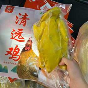 清远本地鸡  食斗盐焗鸡