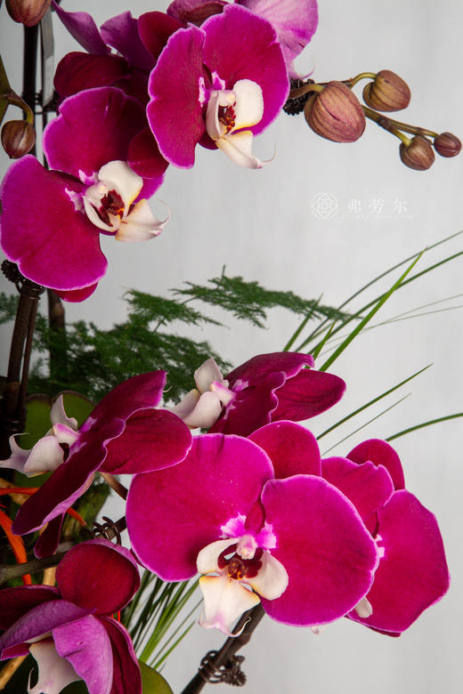 马驰绿野 商品图2