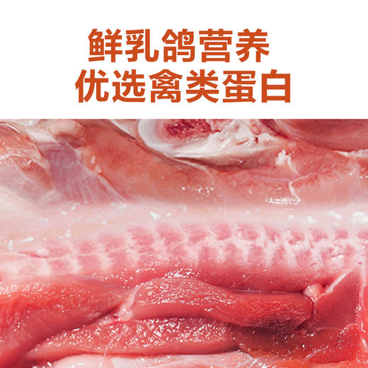 【自提】M 蓝氏 猎鸟乳鸽均衡营养全价猫粮5kg 商品图6