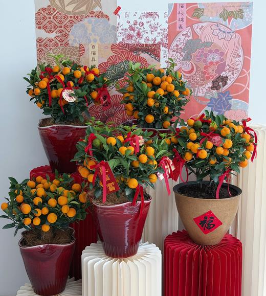 金马迎春 · 金桔盆栽 商品图1