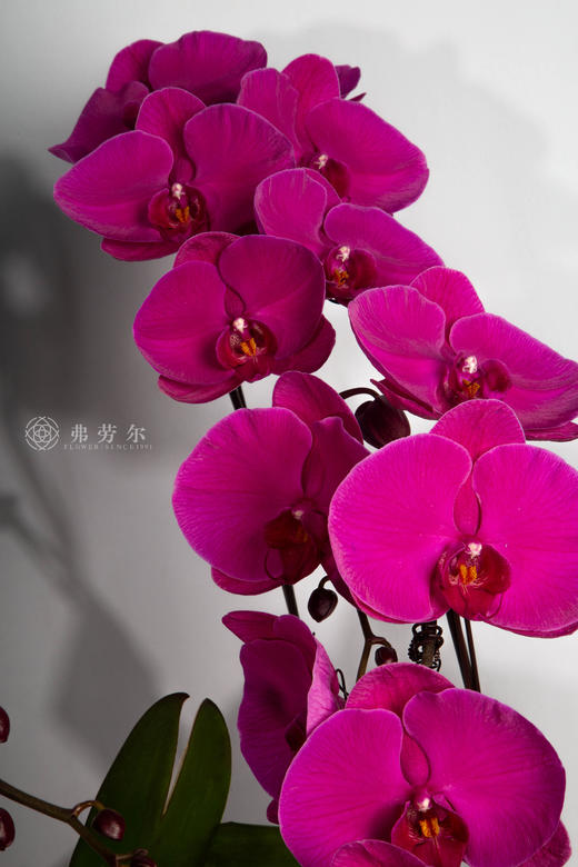 马踏雪花轻 商品图2