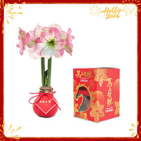 【新年款】粉白花-日进斗金  石蜡朱顶红（不用浇水）