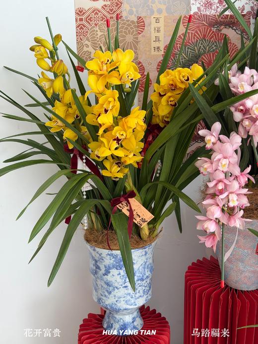 黄金岁月 · 大花蕙兰盆栽 商品图1