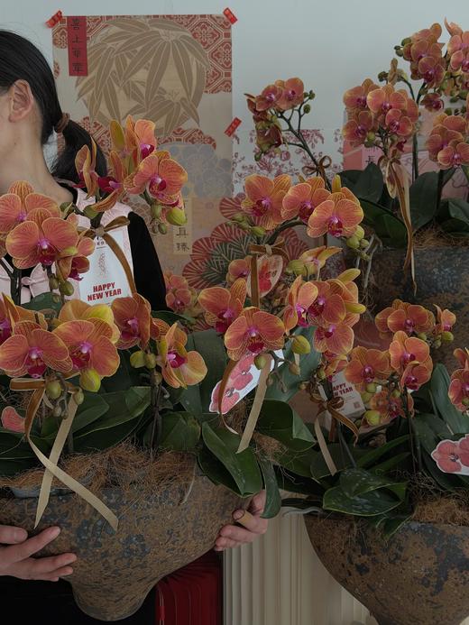 喜乐长安 · 蝴蝶兰盆栽 商品图3