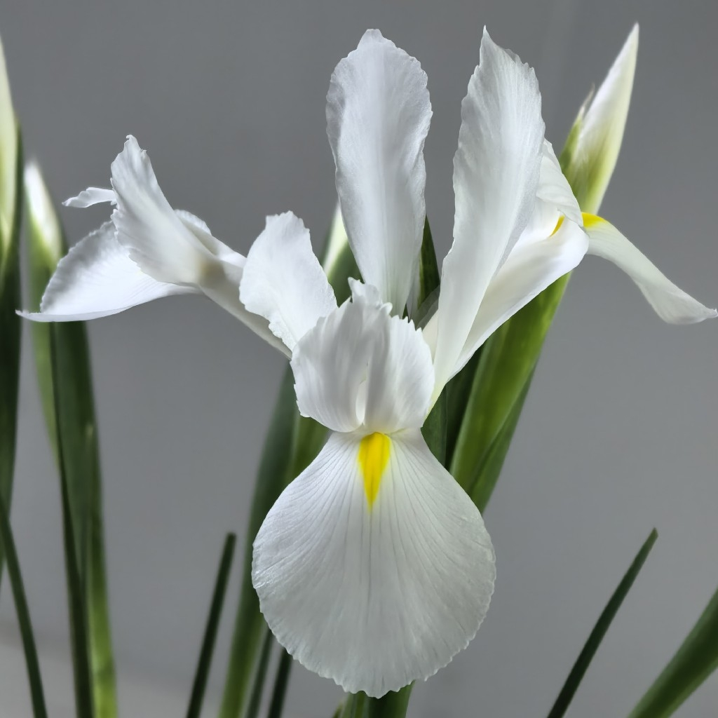 基地直营-鸢尾-阿拉斯加-10支