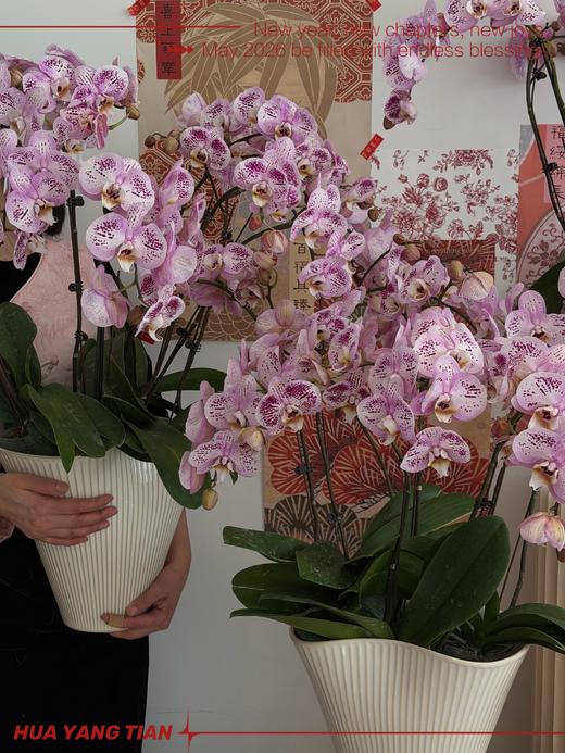 瑞气临门 · 蝴蝶兰盆栽 商品图1